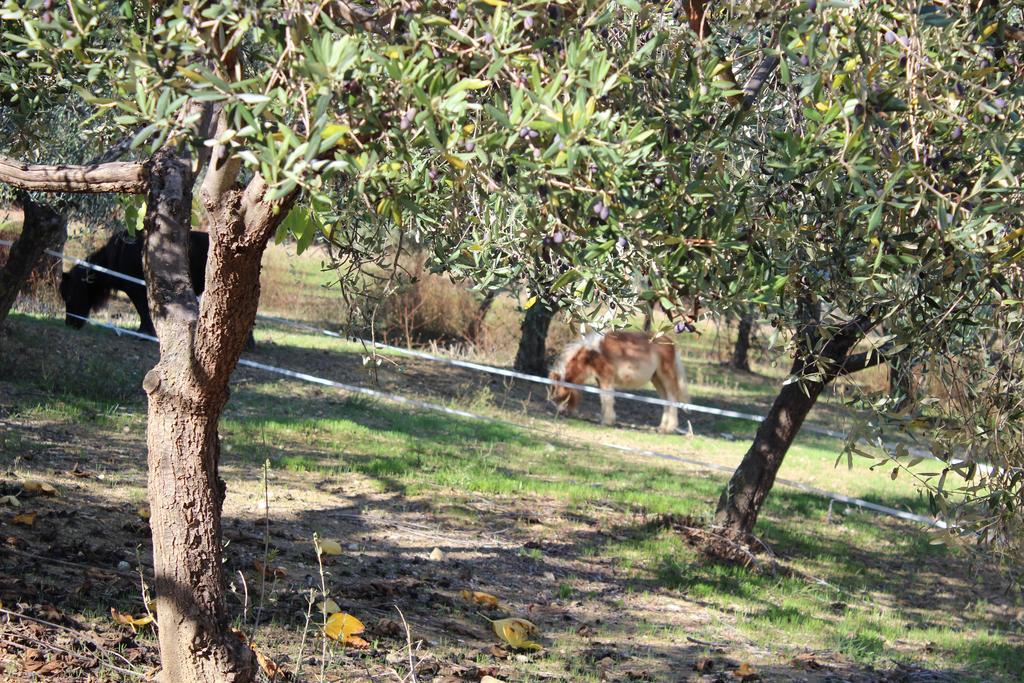 Casale Delle Rose B&B Fattoria Montepagano Luaran gambar