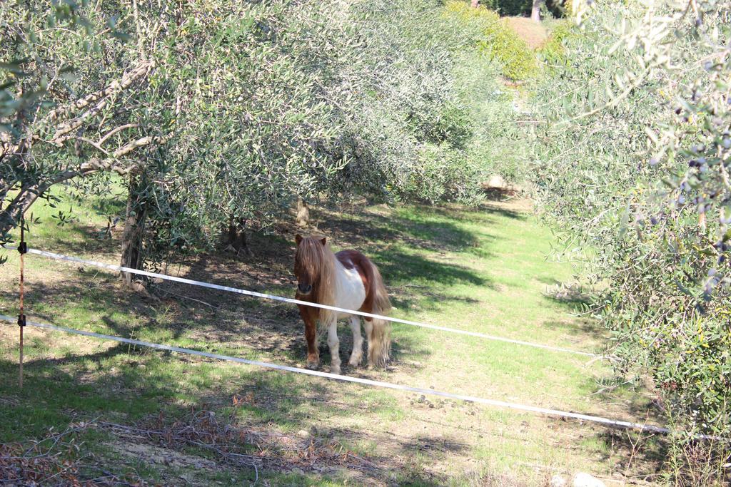 Casale Delle Rose B&B Fattoria Montepagano Luaran gambar